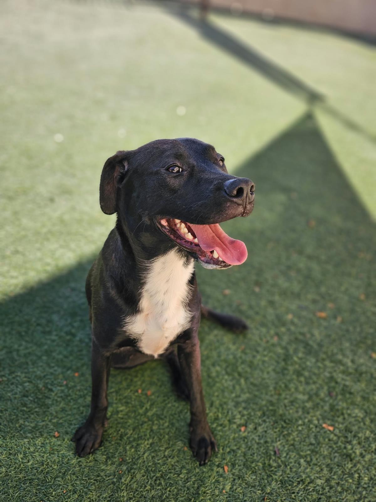Mercury- $75 Adoption Fee! Diamond Dog!, photo 3