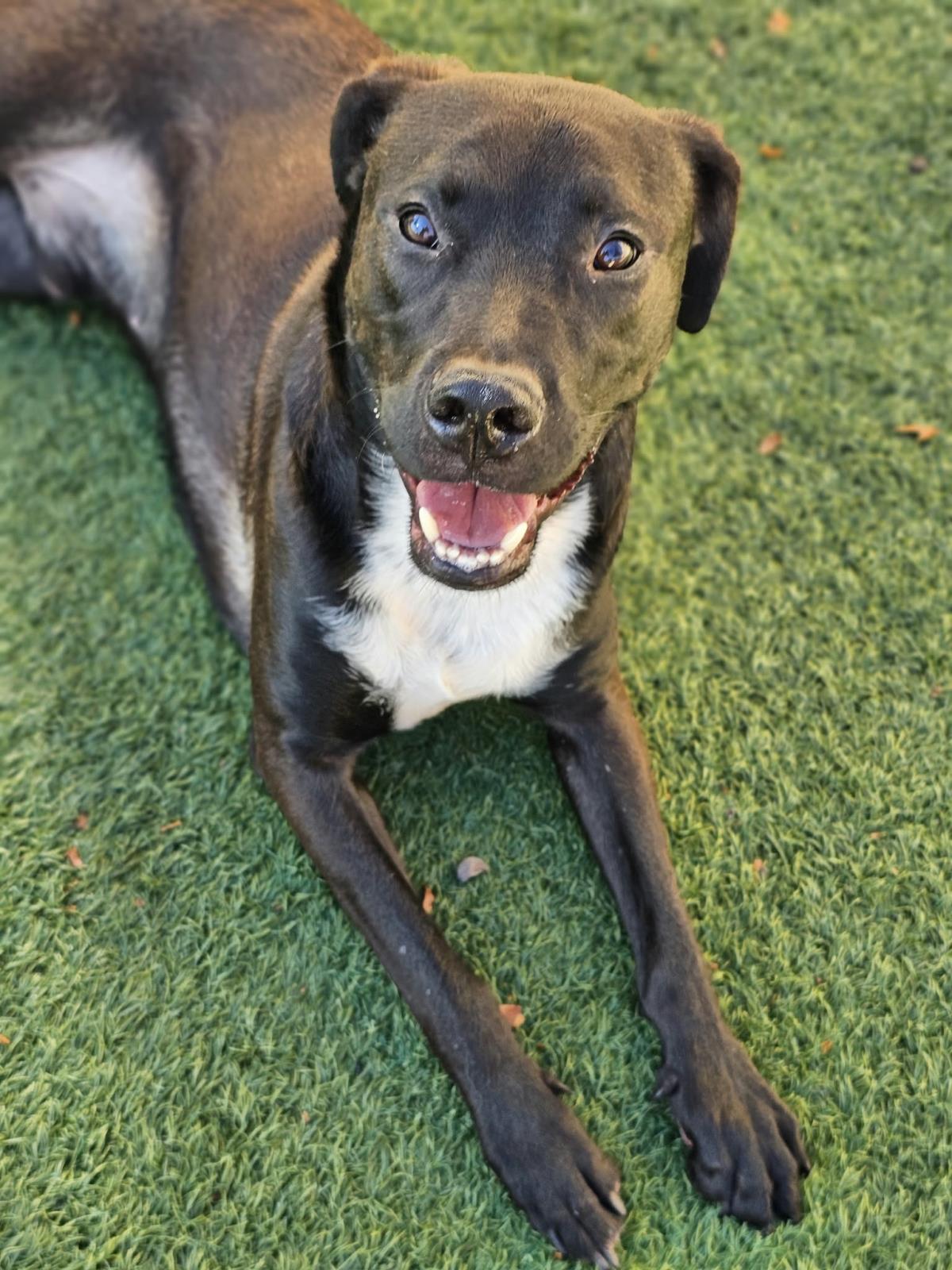 Mercury- $75 Adoption Fee! Diamond Dog!, photo 4