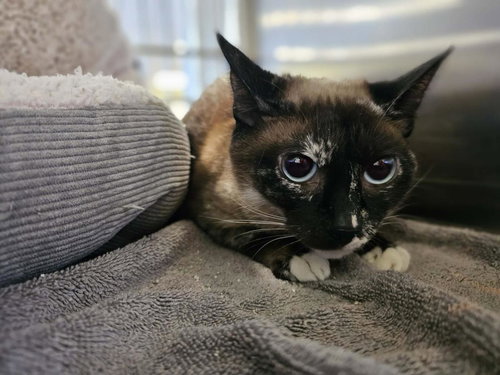Nova, Adult Snowshoe / Domestic Short Hair / Mixed, cat for adoption in Hurst, Texas