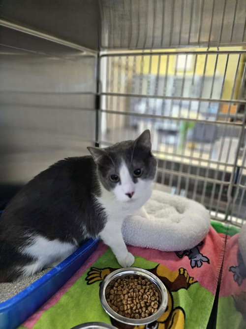 Goose, Adult Manx / Mixed, cat for adoption in Hurst, Texas