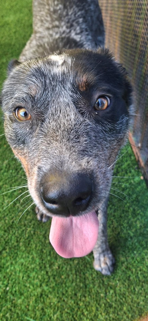 Outlaw, an adoptable Australian Cattle Dog in Rockwall, TX