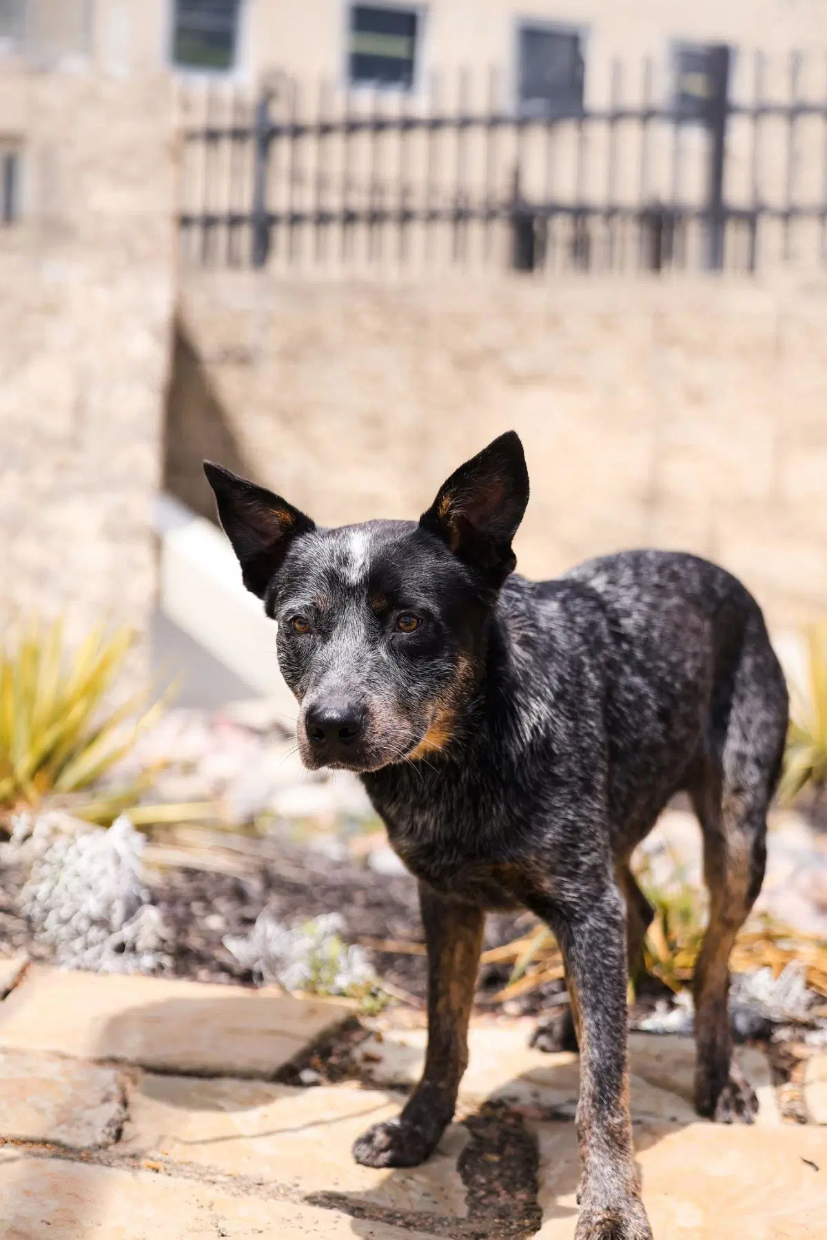 Outlaw - Australian Cattle Dog/Blue Heeler