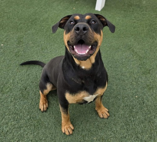 Wally, an adoptable Rottweiler in Rockwall, TX