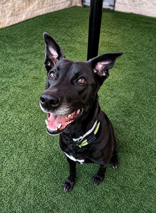 Stormy, an adoptable Labrador Retriever in Rockwall, TX