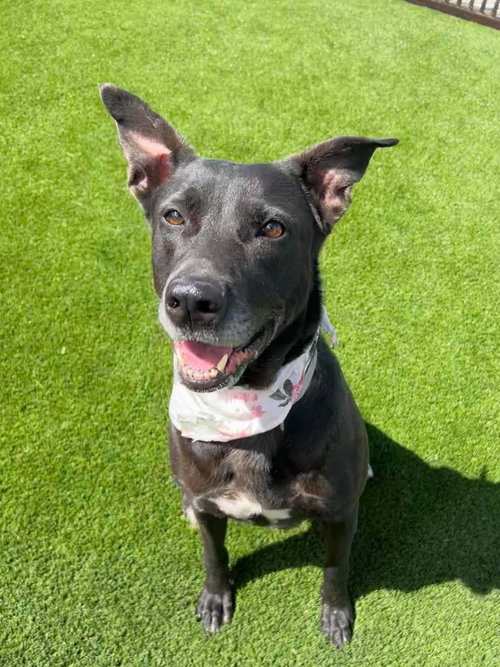 Stormy-$75 Adoption Fee! Diamond Dog!, a dog for adoption from Rockwall Animal Adoption Center