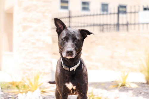 Photo 2 of Stormy-$75 Adoption Fee! Diamond Dog!