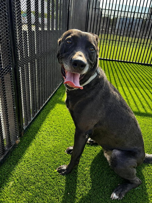 Photo 3 of Stormy-$75 Adoption Fee! Diamond Dog!