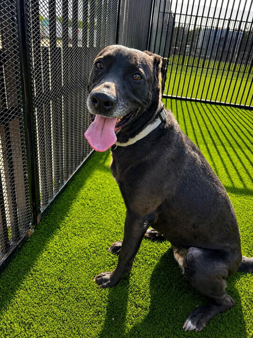 Photo 4 of Stormy-$75 Adoption Fee! Diamond Dog!