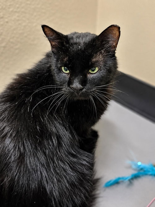 Paul, an adoptable Domestic Short Hair in Rockwall, TX