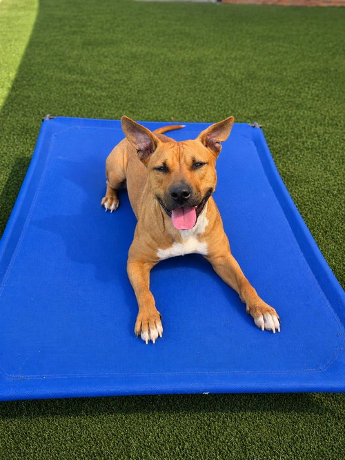 Brandy, an adoptable Pit Bull Terrier in Rockwall, TX