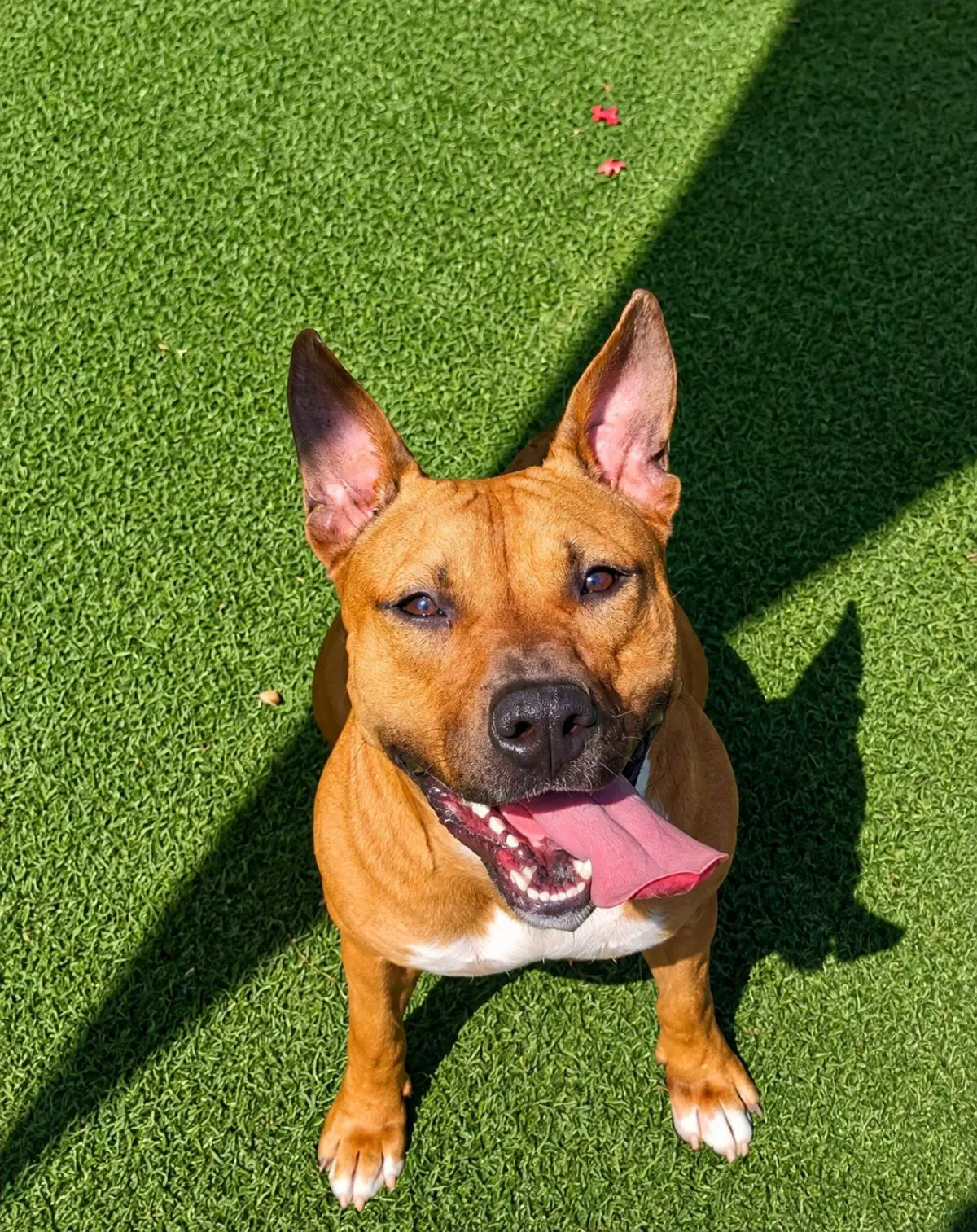 Brandy - Pit Bull Terrier