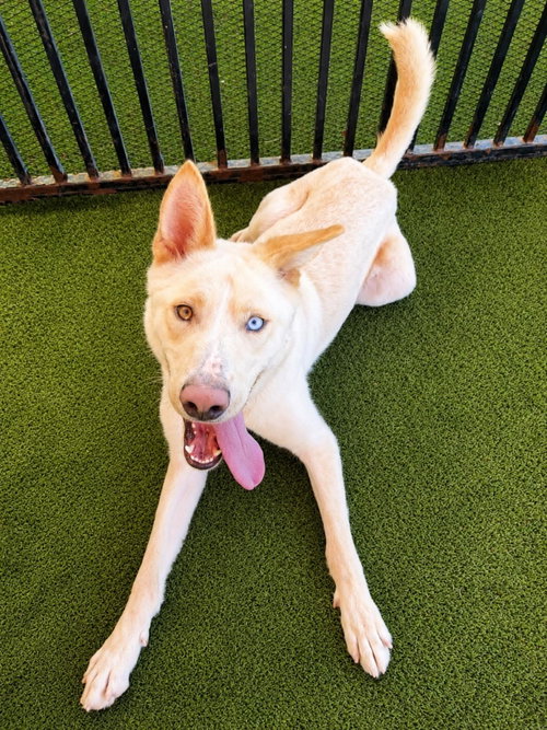 Montana, an adoptable German Shepherd Dog in Rockwall, TX
