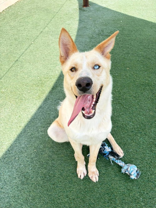 picture of the dog needing adoption