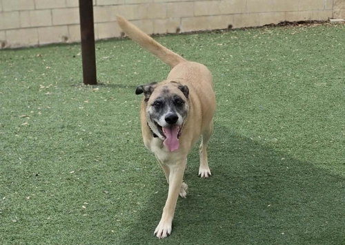 Odie, an adoptable Shepherd in Rockwall, TX