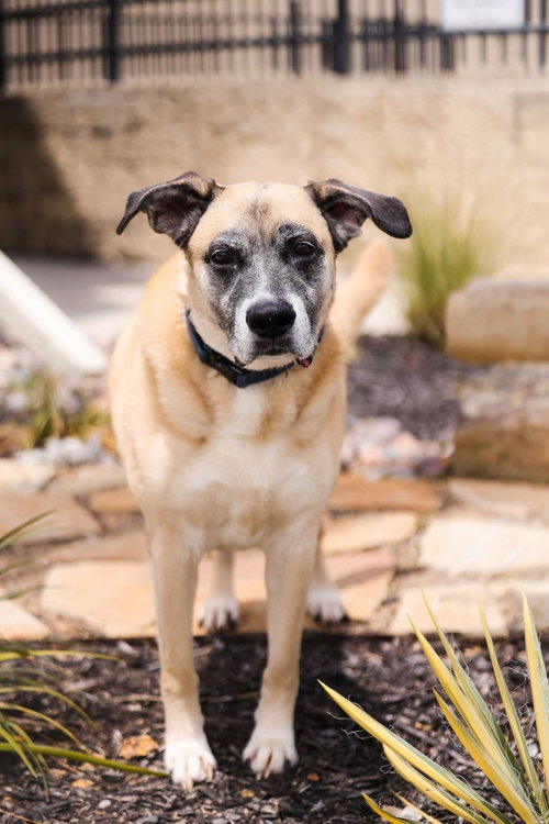 Odie, an adoptable Shepherd in Rockwall, TX