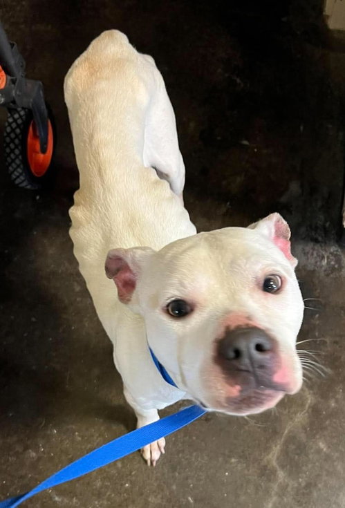 Zero, an adoptable Pit Bull Terrier in Rockwall, TX