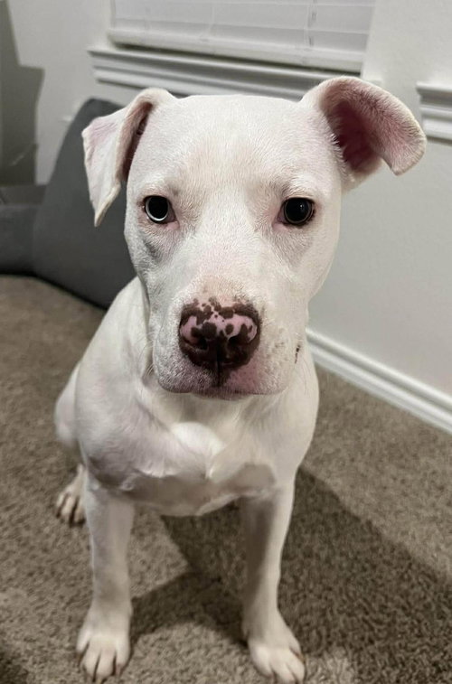Casper-In Foster, an adoptable Terrier in Rockwall, TX