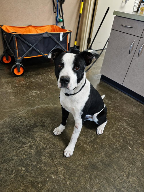 Diego, an adoptable Pit Bull Terrier in Rockwall, TX
