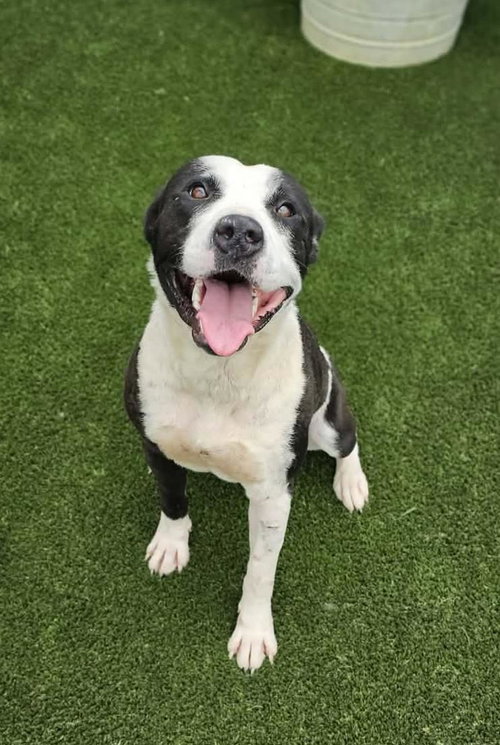 Diego, an adoptable Pit Bull Terrier in Rockwall, TX