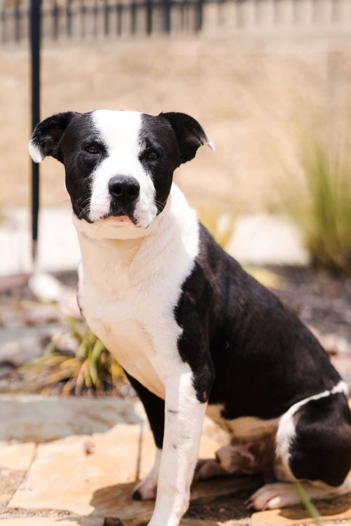 Diego, an adoptable Pit Bull Terrier in Rockwall, TX