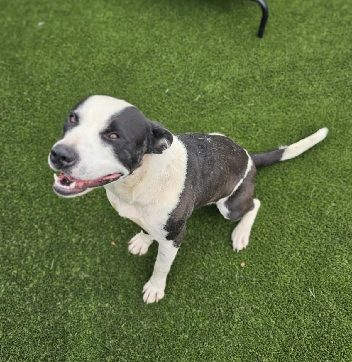 Diego-$75 Adoption Fee! Diamond Dog!, photo 2