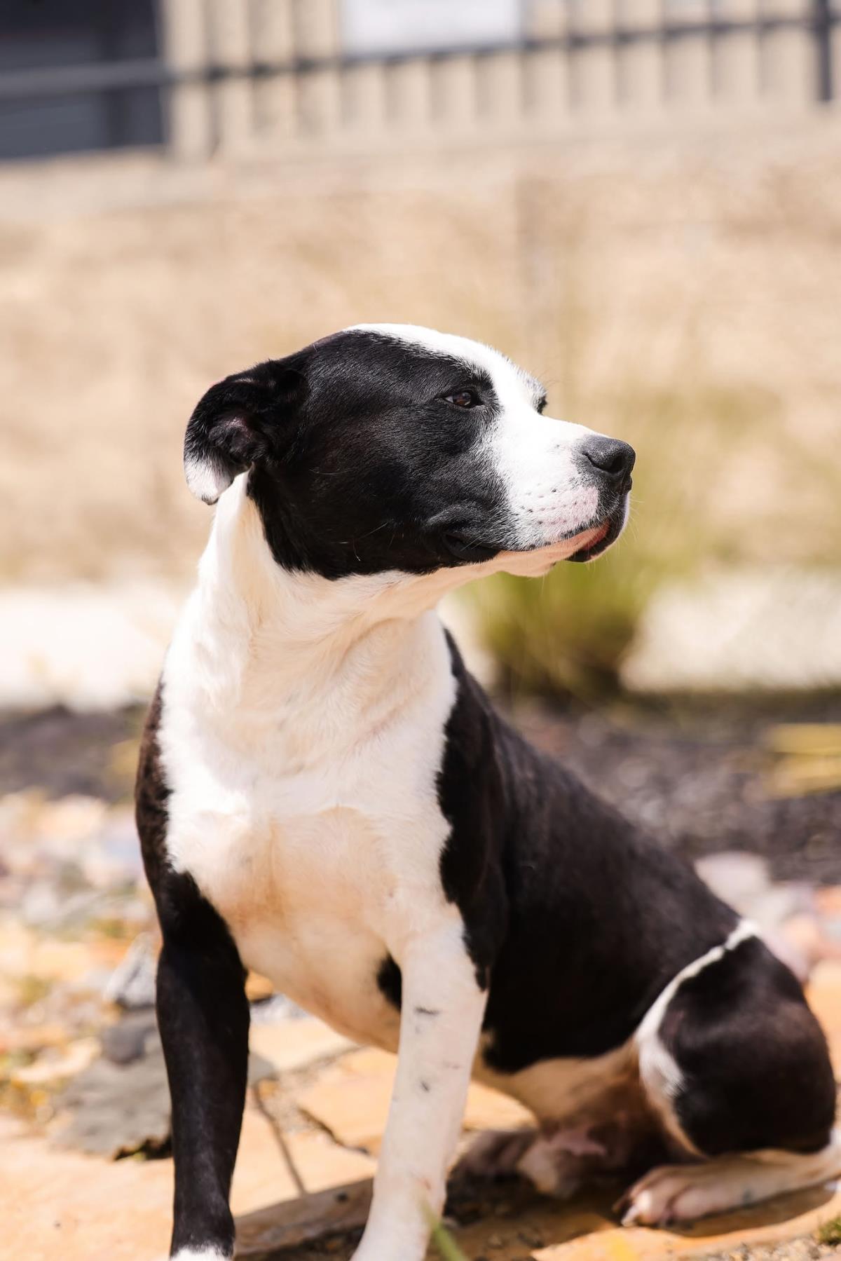 Diego-$75 Adoption Fee! Diamond Dog!, photo 4