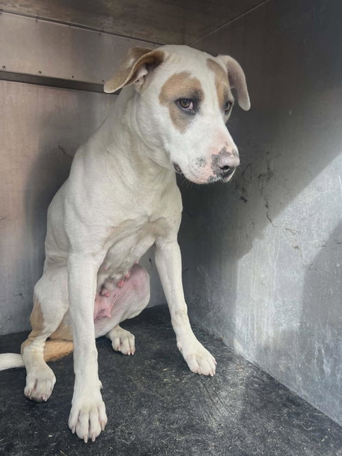 Found stray: Sueboo, an adoptable Pit Bull Terrier in Rockwall, TX