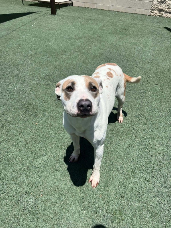 Sueboo-$75 Adoption Fee! Diamond Dog!