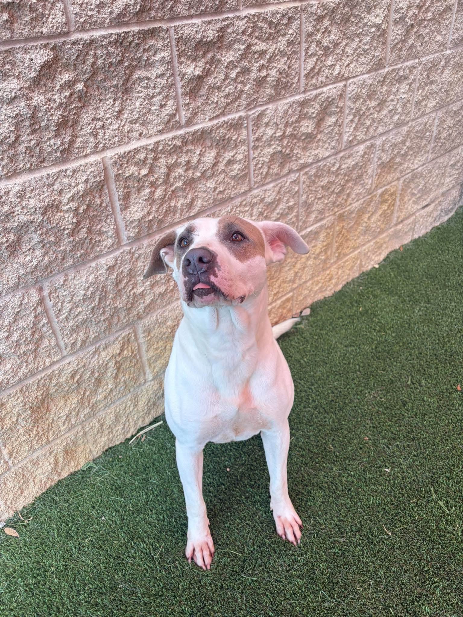 Sueboo-$75 Adoption Fee! Diamond Dog!, photo 3