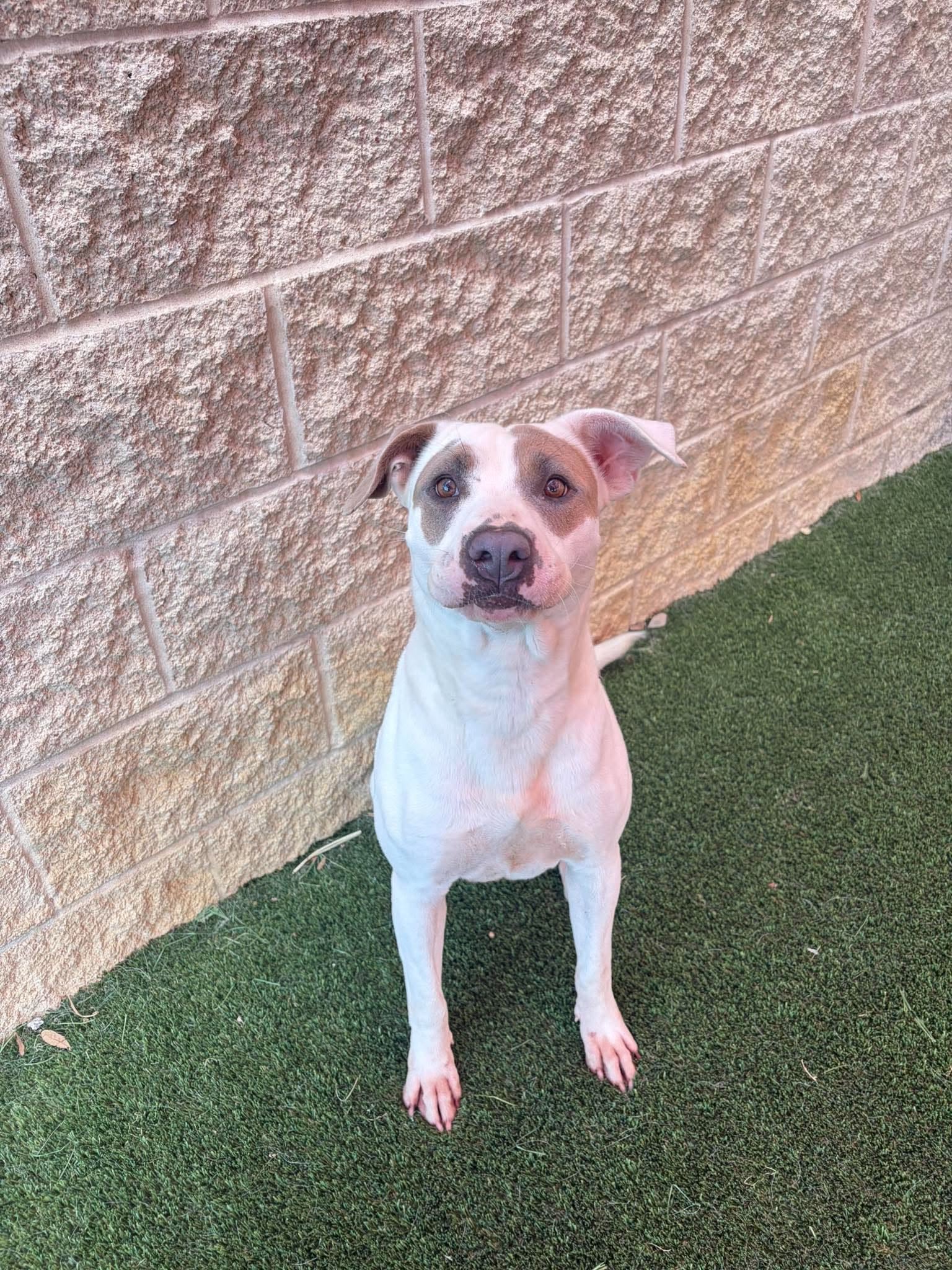 Sueboo-$75 Adoption Fee! Diamond Dog!, photo 6