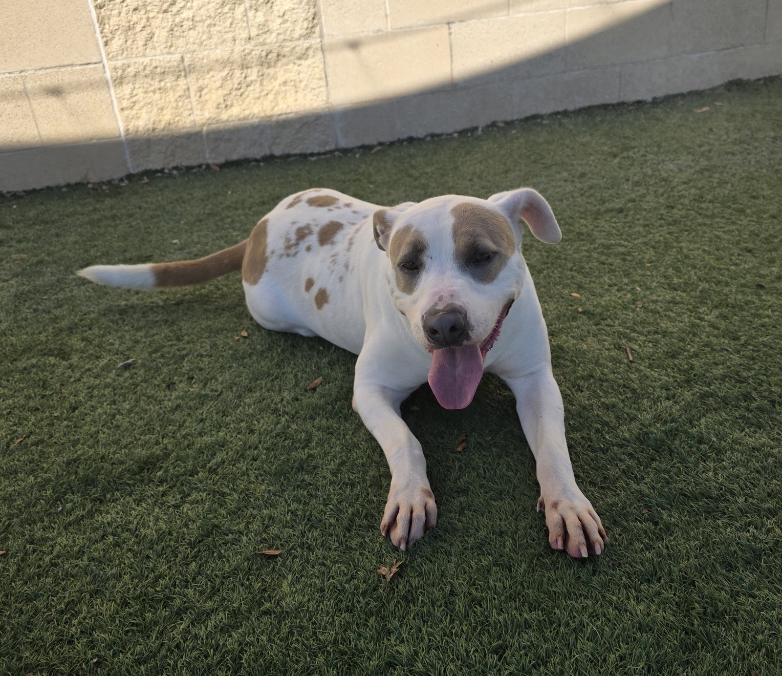 Sueboo-$75 Adoption Fee! Diamond Dog!, photo 5