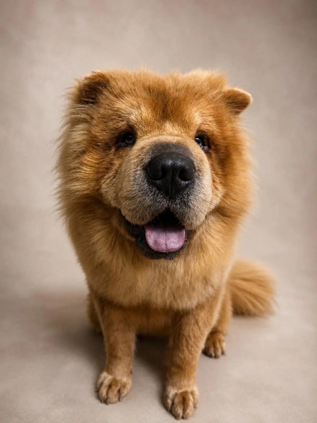 Oso - In Foster - Chow Chow