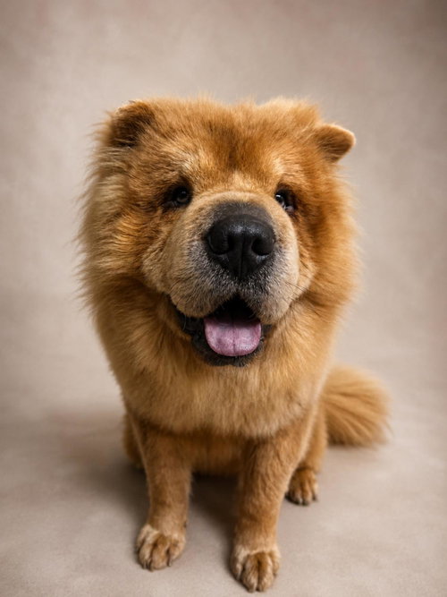 Oso - In Foster, an adoptable Chow Chow in Rockwall, TX