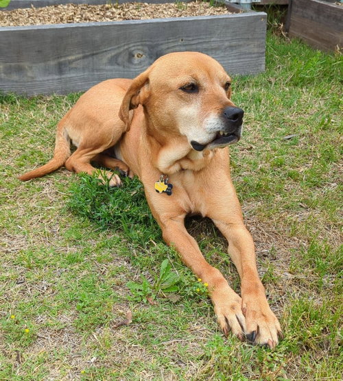 Honey- In Foster