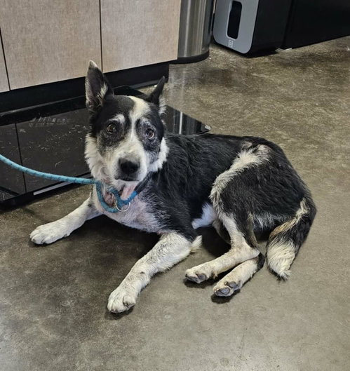 Found stray: Leia, an adoptable Australian Shepherd in Rockwall, TX