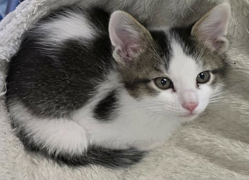 Marshall, Baby Domestic Medium Hair / Mixed, cat for adoption in Wylie, Texas