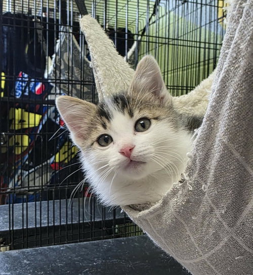 Sugar, Baby Domestic Medium Hair / Mixed, cat for adoption in Rockwall, Texas