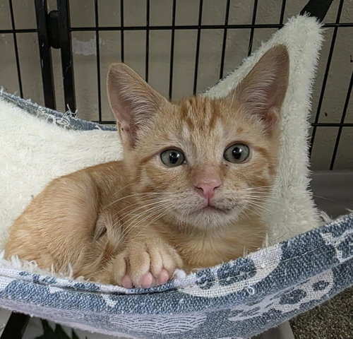 Tommy, Baby Domestic Short Hair / Mixed, cat for adoption in Mesquite, Texas