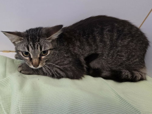 Eleanor, Young Domestic Medium Hair / Mixed, cat for adoption in Wylie, Texas