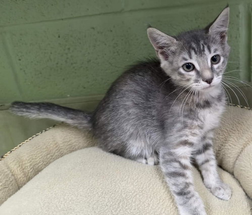 Rhaenyra, Baby Domestic Short Hair / Mixed, cat for adoption in Wylie, Texas