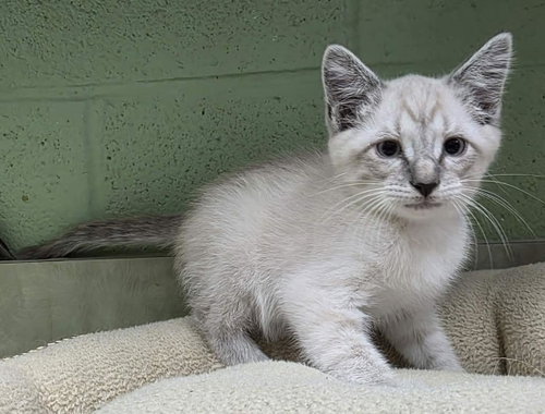 Daemon, Baby Domestic Short Hair / Mixed, cat for adoption in Wylie, Texas