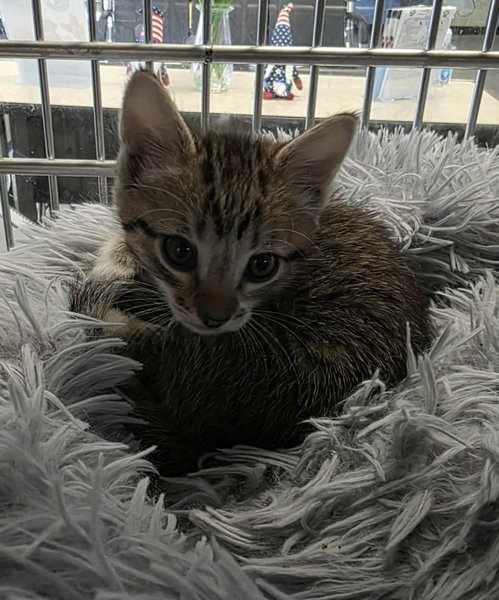 Firefly, Baby Domestic Short Hair / Mixed, cat for adoption in Mesquite, Texas