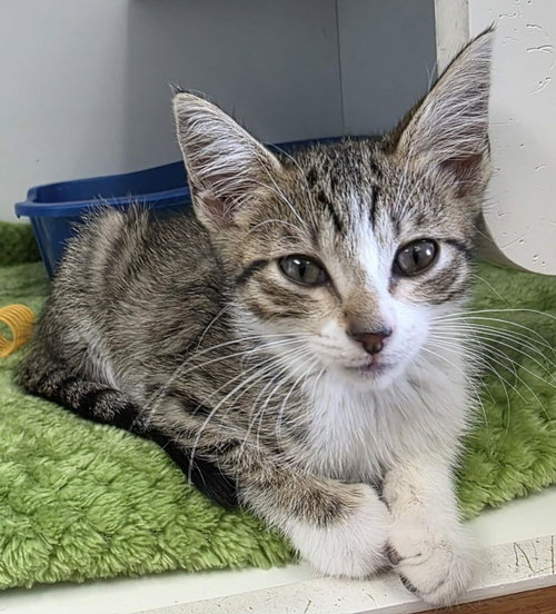 Mayzie, Baby Domestic Short Hair / Mixed, cat for adoption in Wylie, Texas