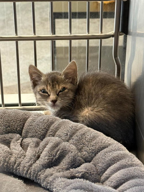 Found stray: Corra