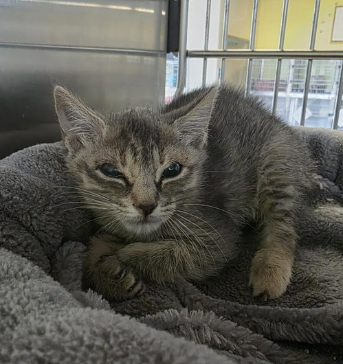 Corra, Baby Domestic Short Hair / Mixed, cat for adoption in Wylie, Texas