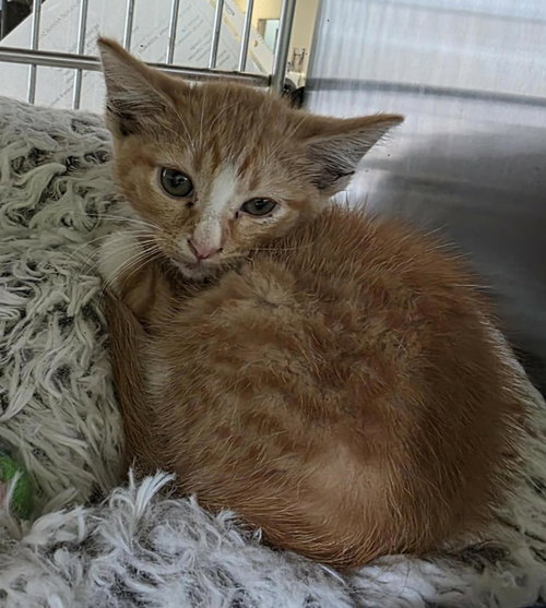 Tundra, Adult Domestic Medium Hair / Mixed, cat for adoption in Wylie, Texas