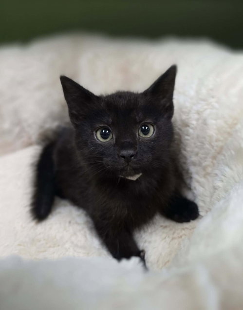 Robin, Baby Domestic Medium Hair / Mixed, cat for adoption in Mesquite, Texas