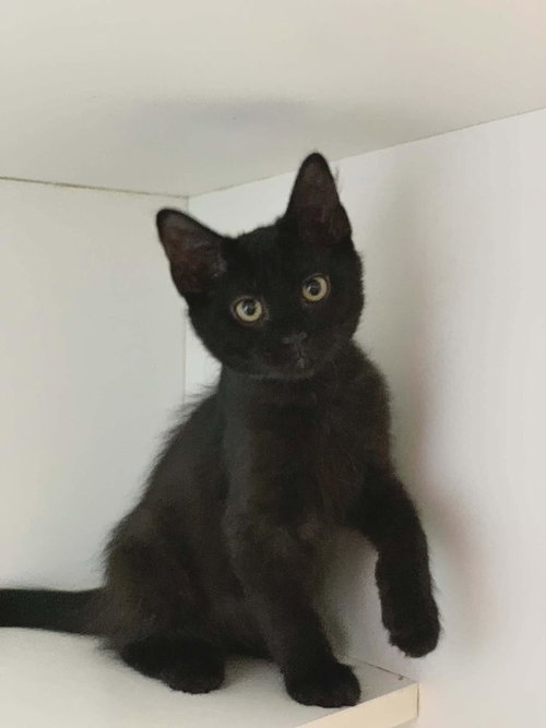 Cyborg, an adoptable Domestic Medium Hair in Rockwall, TX