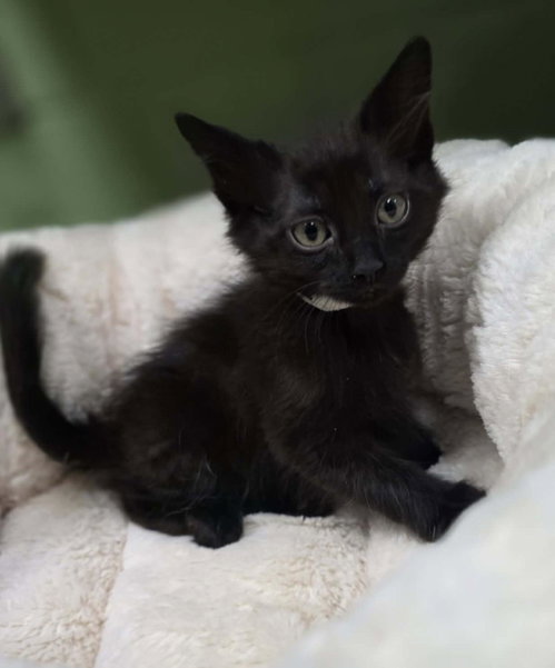 Raven, Baby Domestic Medium Hair / Mixed, cat for adoption in Mesquite, Texas