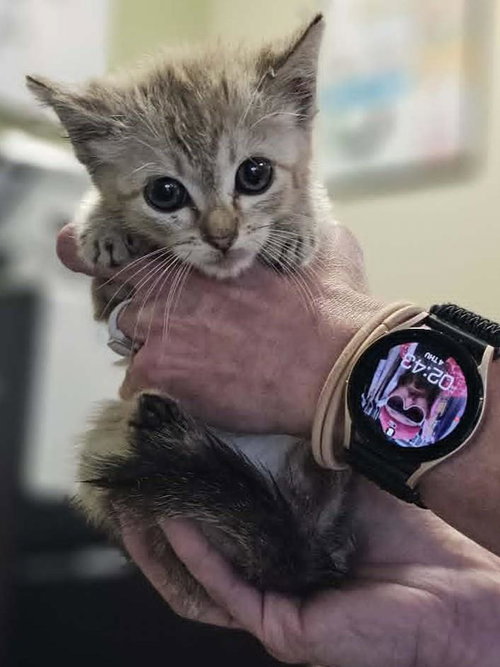 Button, Baby Domestic Short Hair / Tabby / Mixed, cat for adoption in Mesquite, Texas
